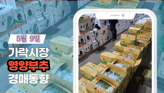  [경매사 일일보고] 5월 9일자 가락시장 영양부추 경매동향을 살펴보겠습니다!