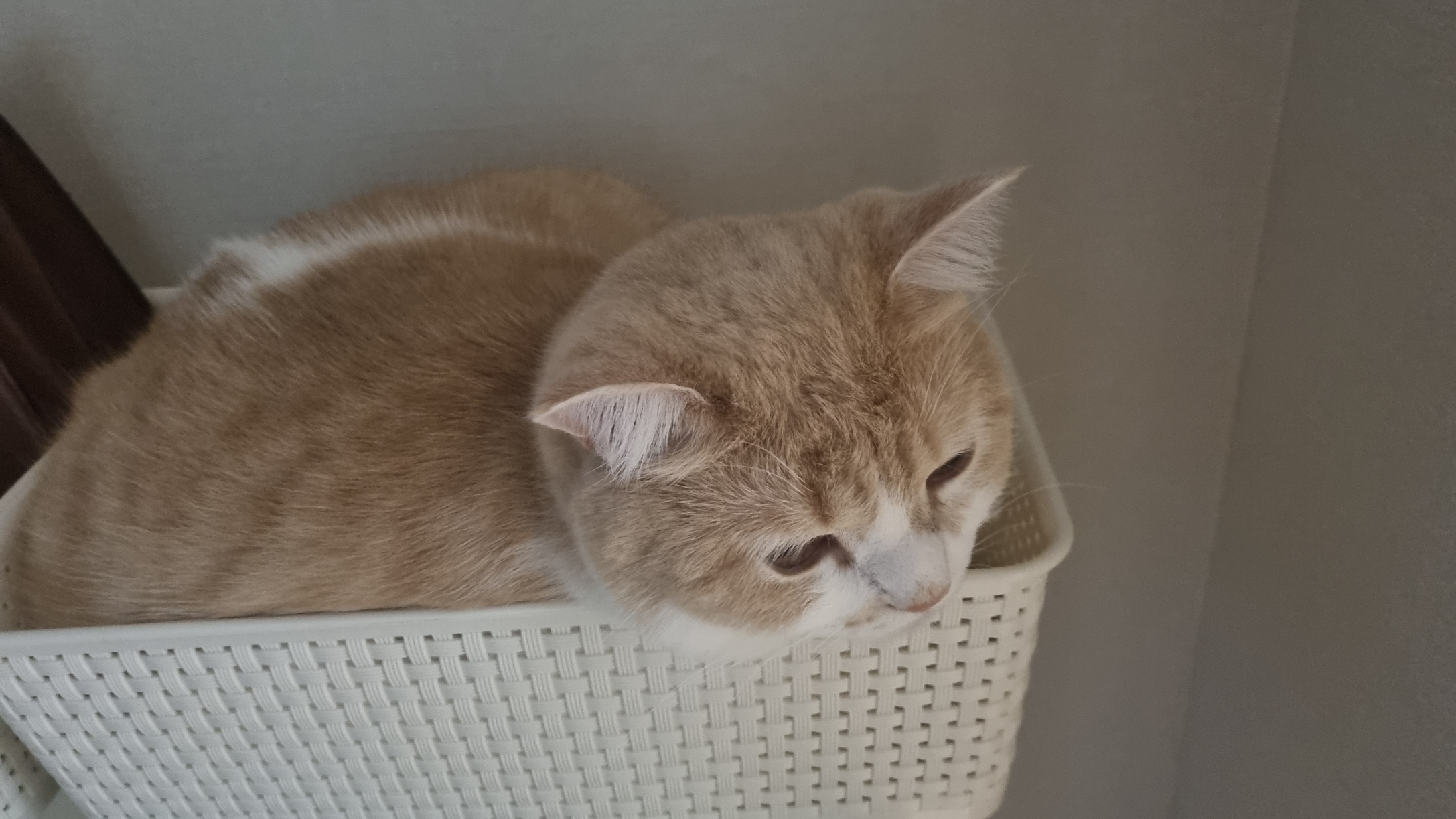  브리티쉬 숏헤어 고양이 키우기 숨은그림찾기!