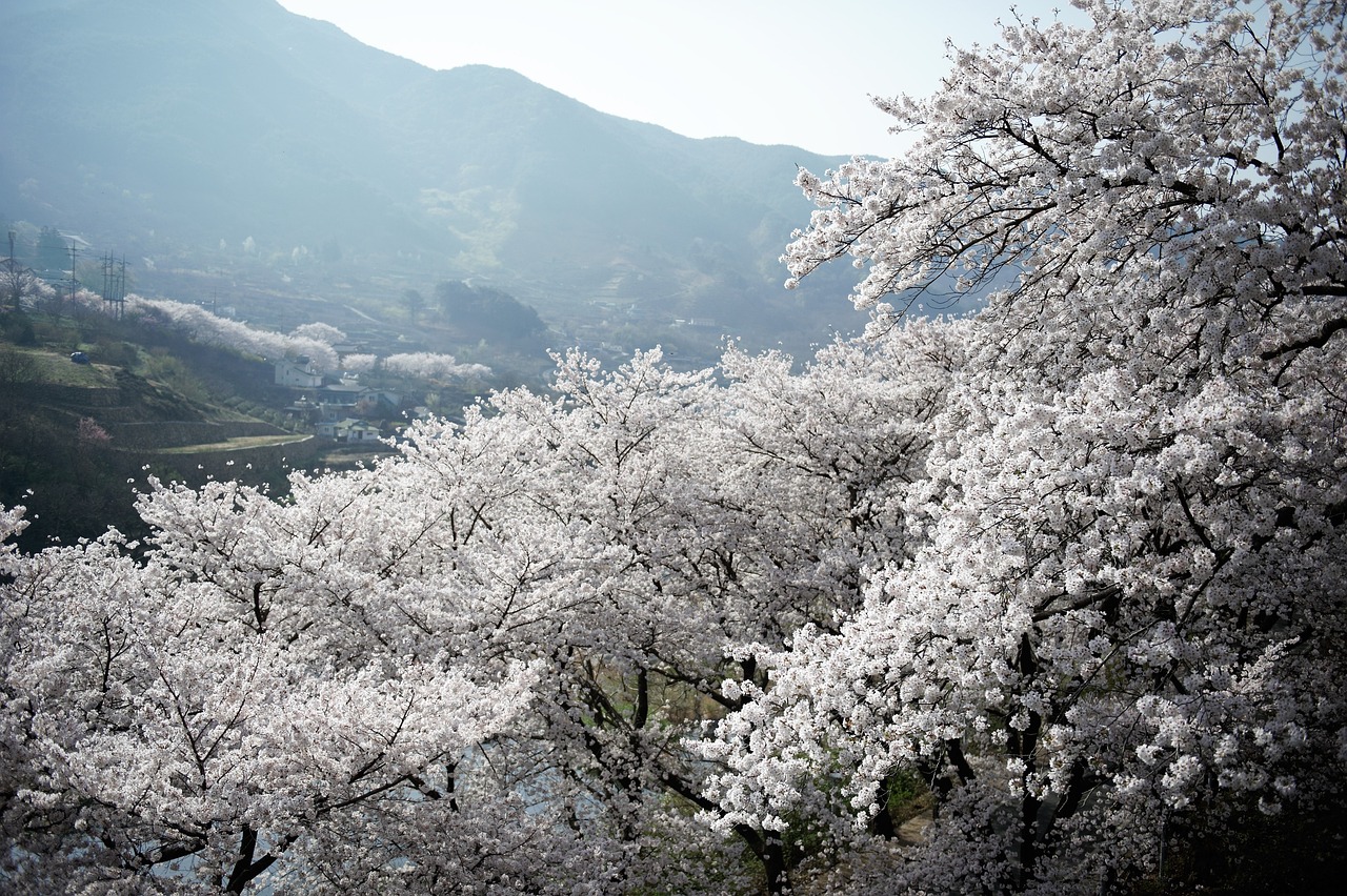 지리산의 봄