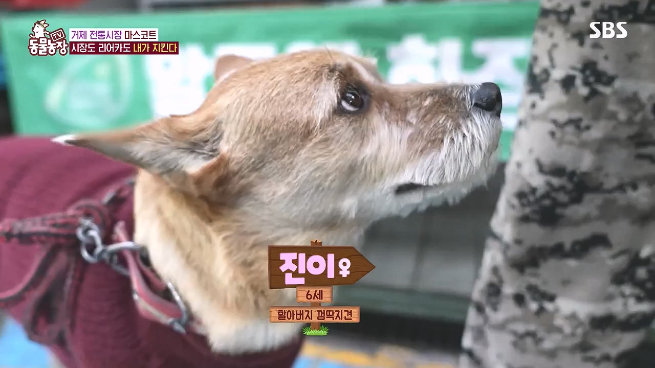 TV 동물농장.E1153.240108p-NEXT.mp4_20240107_172534.717.jpg