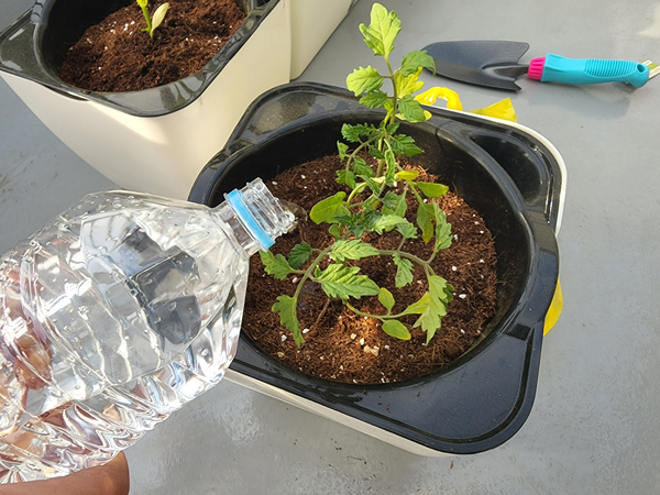 테라스 텃밭 집에서 방울토마토를 기르다 9