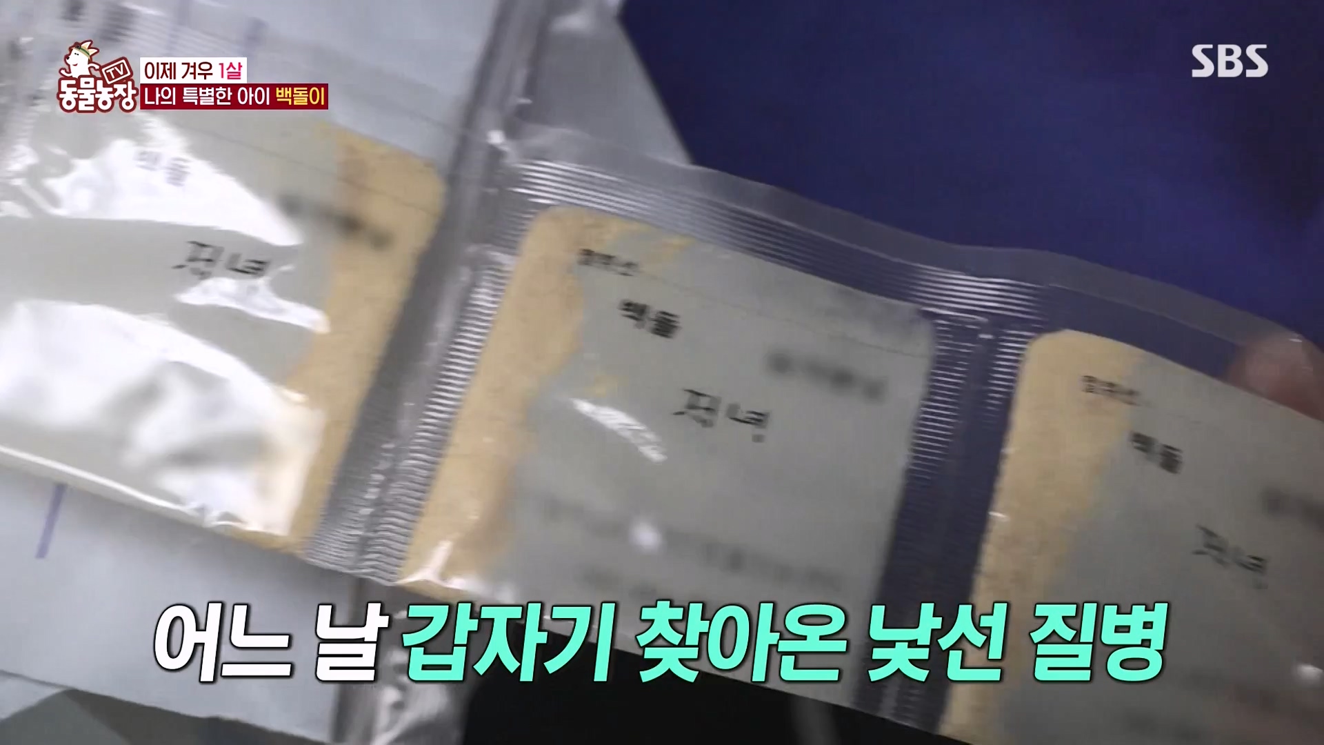 TV 동물농장.E1164.240324p-NEXT.mp4_20240324_172344.200.jpg