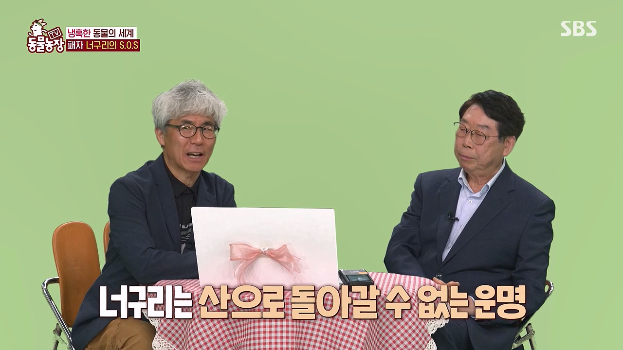 TV 동물농장.E1172.240520p-NEXT.mp4_20240519_163715.695.jpg