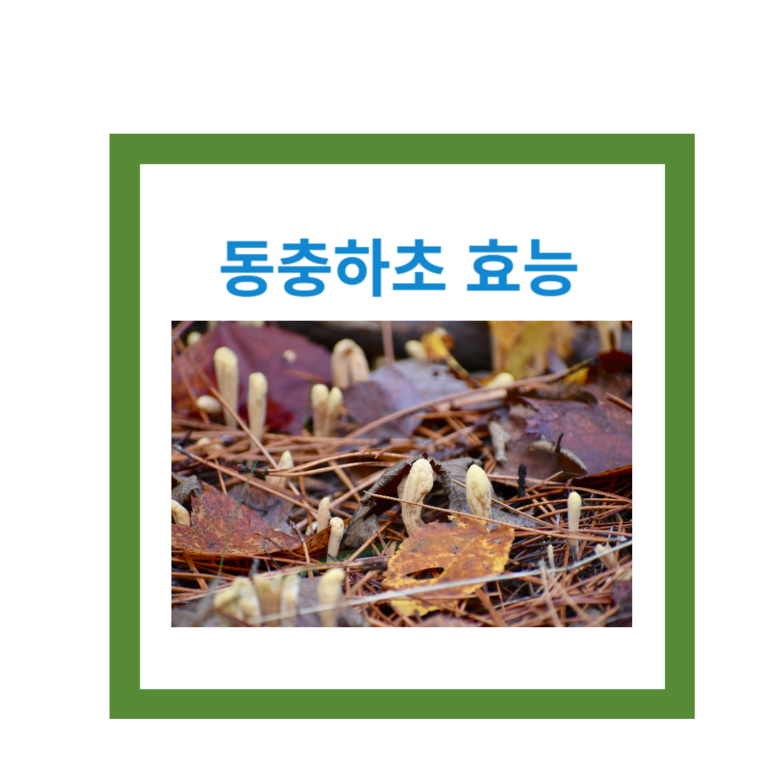  동충하초 효능: 자연의 비밀, 건강과 면역을 지키는 본초