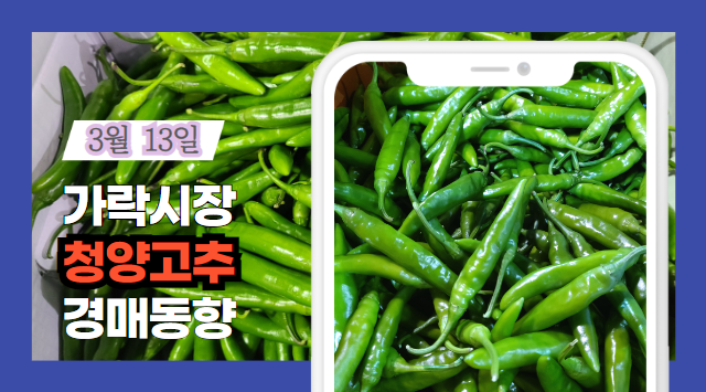  [경매사 일일보고] 2024년 3월 13일자 가락시장 청양고추 경매동향을 살펴보겠습니다!