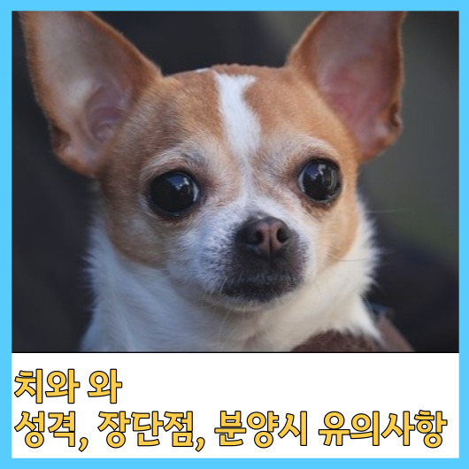 치와와 성격, 장단점, 분양시 유의사항 안녕하세요.