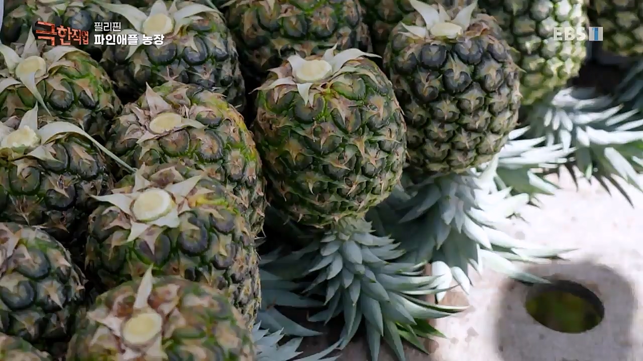 TV - 교육의 중심 EBS필리핀 바나나, 파인애플 농장.mp4_20230302_202906.085.jpg