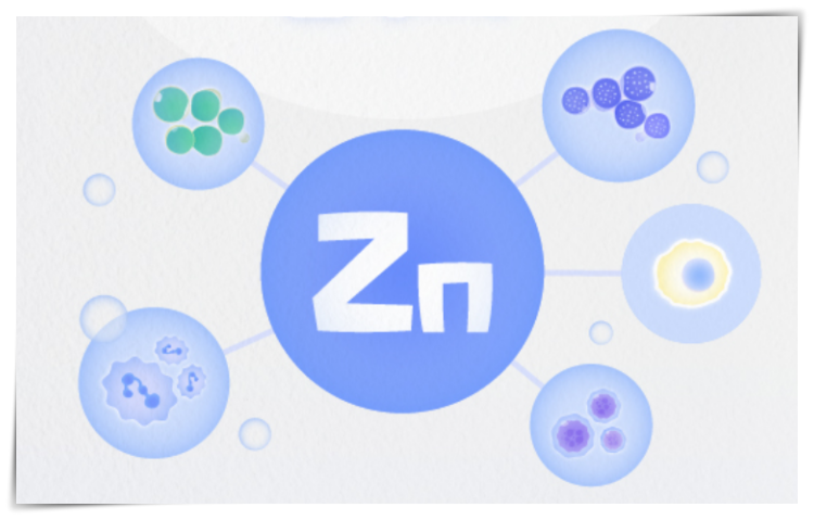 아연-ZINC-필수미네랄-미량원소