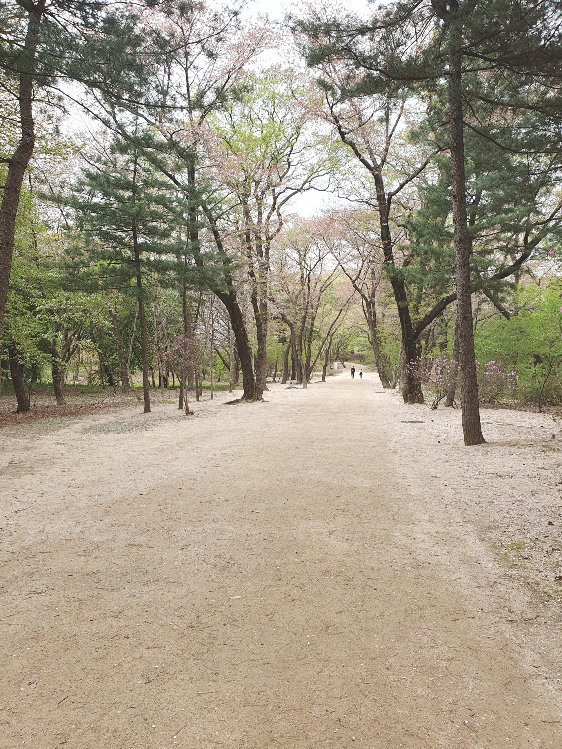  피톤치드 서오릉