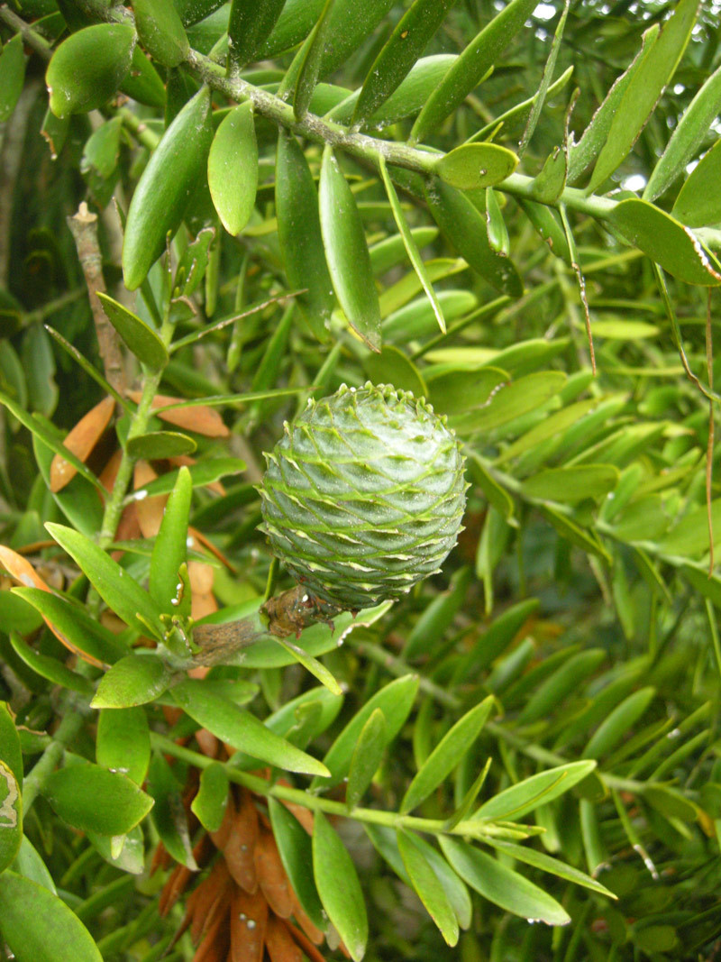 [식물] 카우리나무 Agathis australis