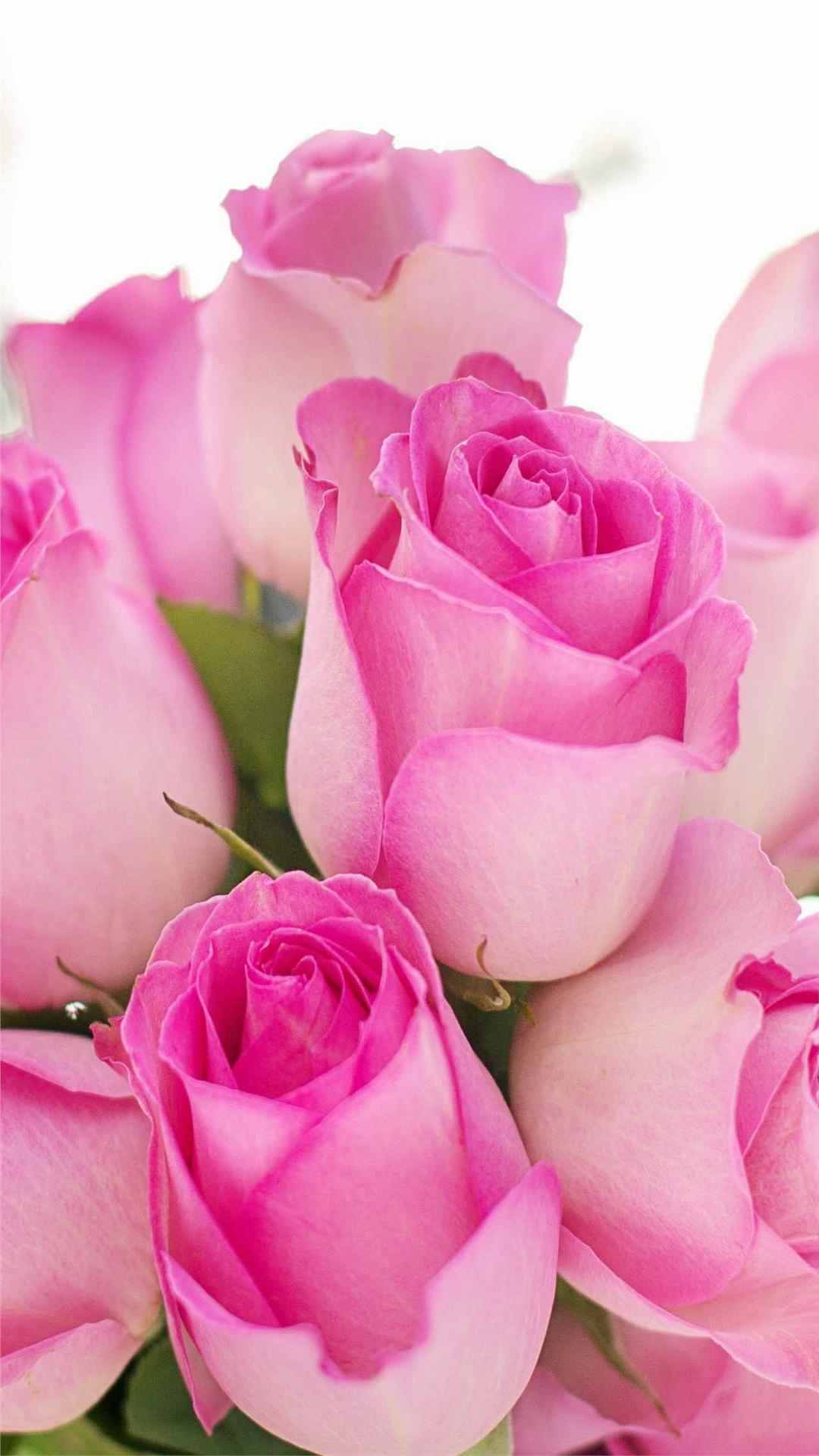 Rose Flower iPhone Wallpaper