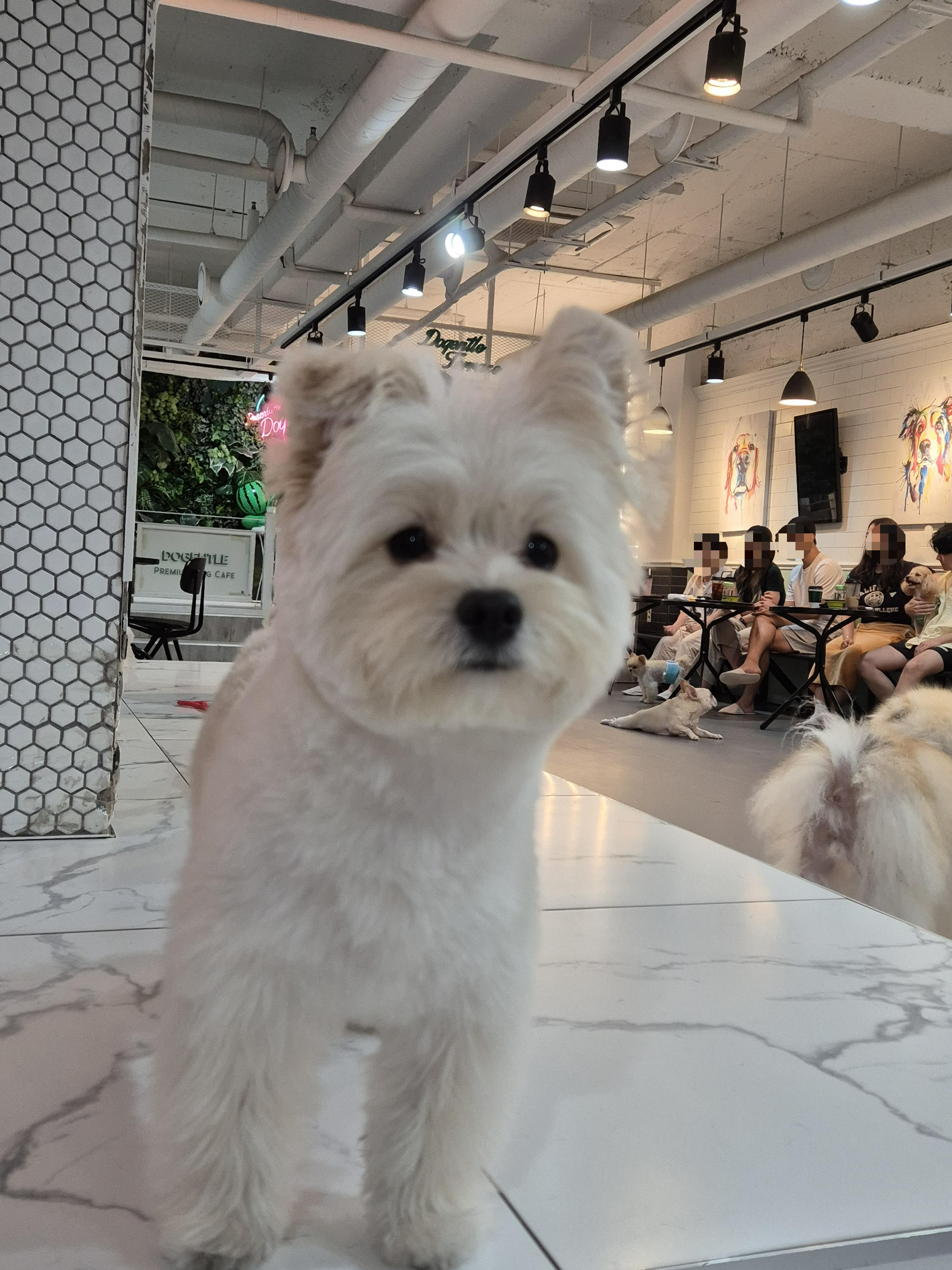강아지 호텔 겸 애견 동반 미용 카페