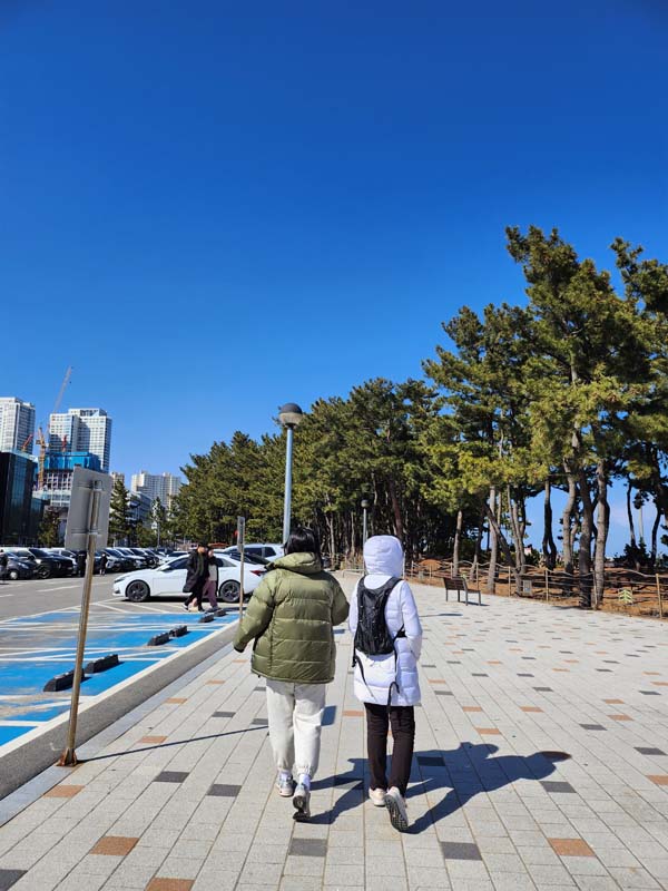 속초여행_속초해수욕장_소나무숲 산책길