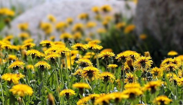  간암에 좋은 음식( 식품과 약재) 꼭 알아야되요~