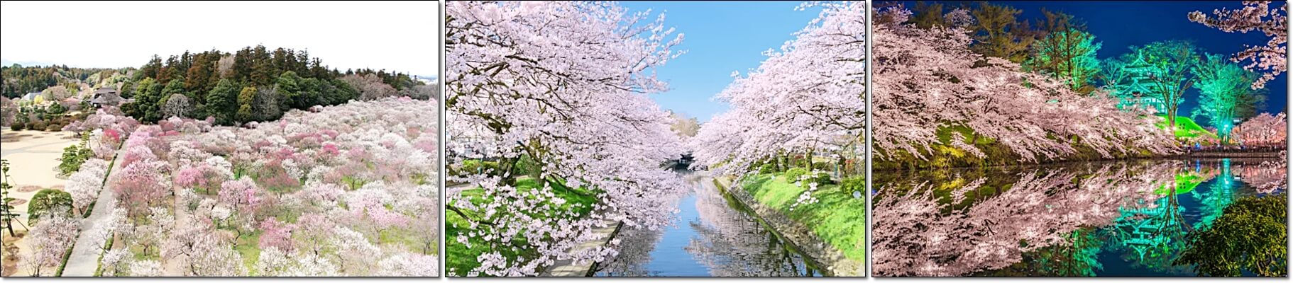 일본 벚꽃 여행(출처:일본관광국)