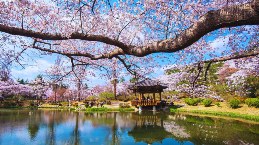 Cherry Blossom Road at Bomun Lake in Gyeongju