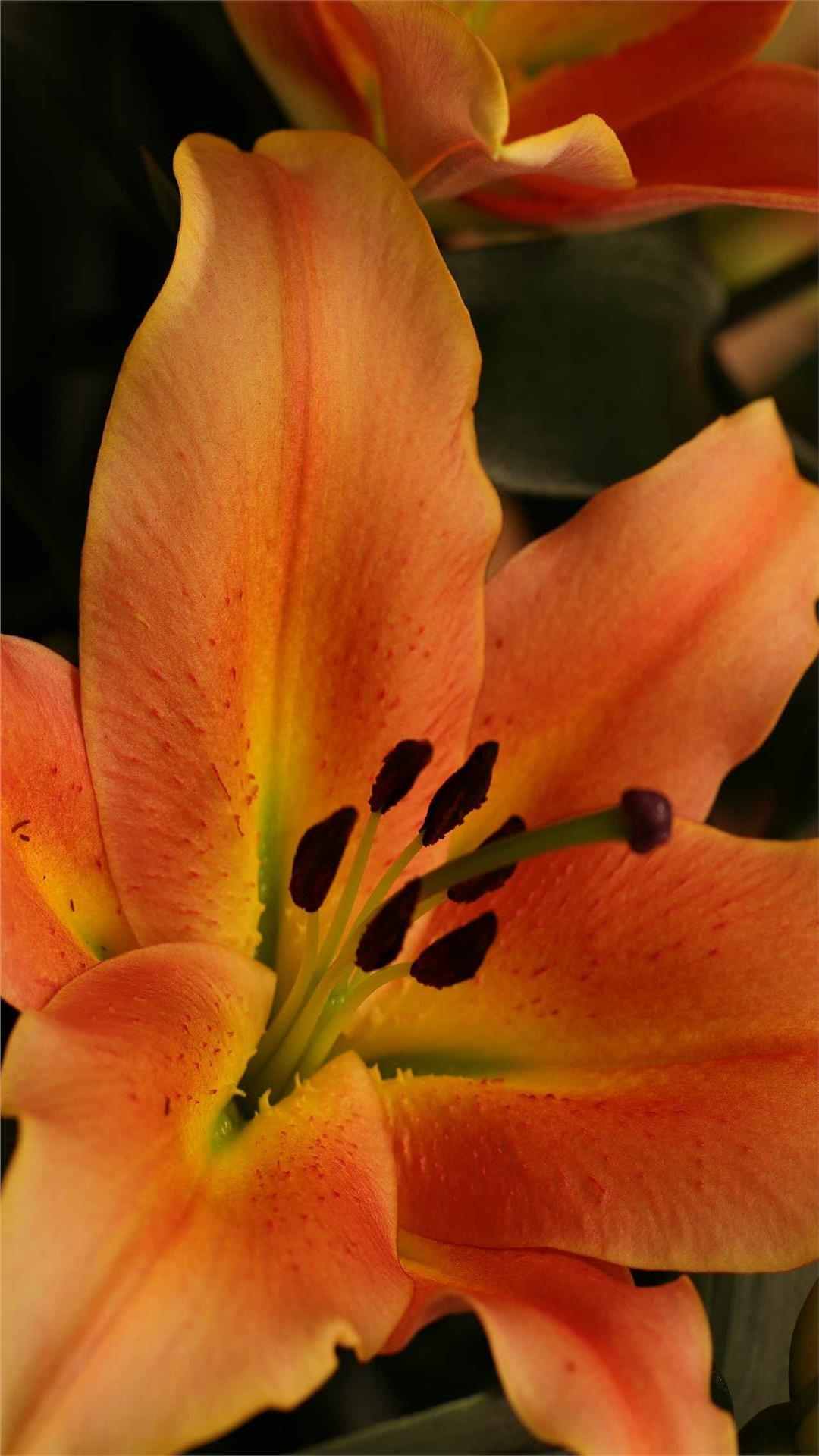 Lily Flower iPhone Wallpaper