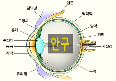 노안 극복 교정