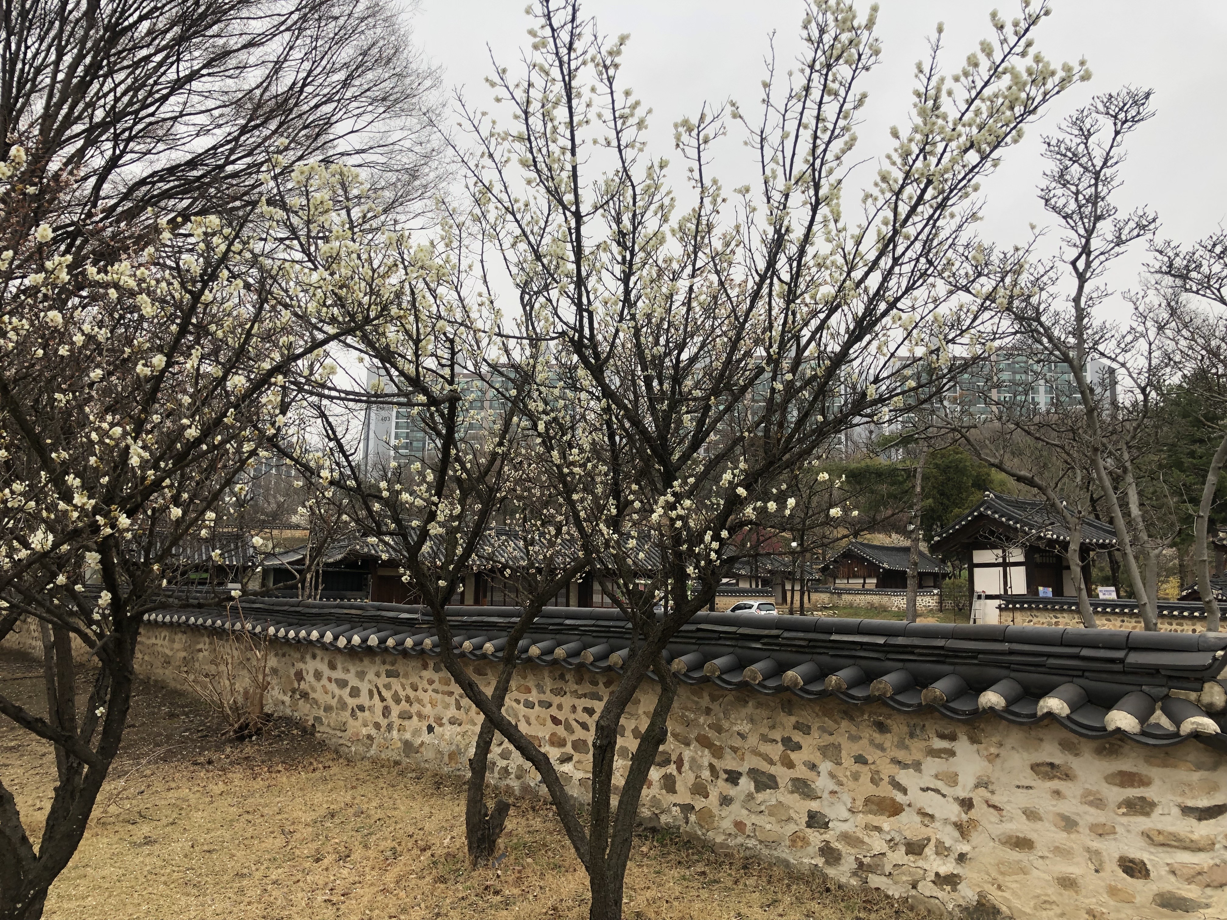  대전 도심속 매화꽃과 고택의 만남, "동춘당 역사공원"