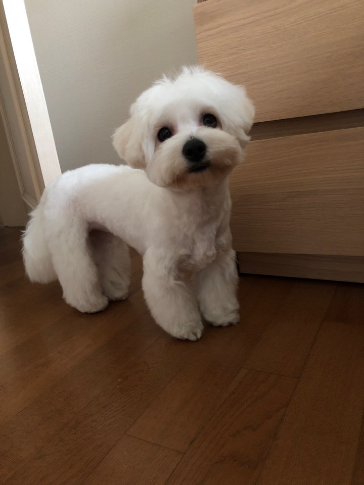반려견 꼬똥 드 툴레아 강아지 키우면 좋은 점, 힘든점 무엇이 있을까 반려견 꼬똥 드 툴레아 강아지 키우면 좋은 점, 힘든점 무엇이 있을까
