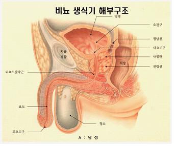 남성의 비뇨기계 주요 장기를 해부학적으로 보여주는 구조도