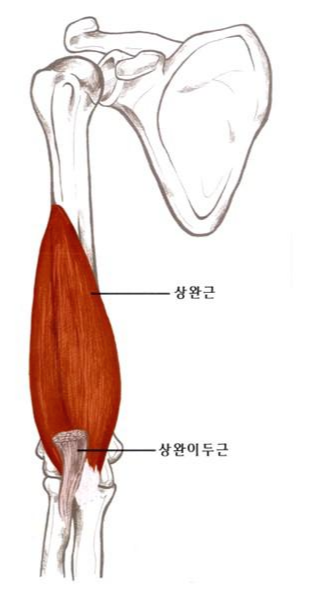 상완근 해부도 모습