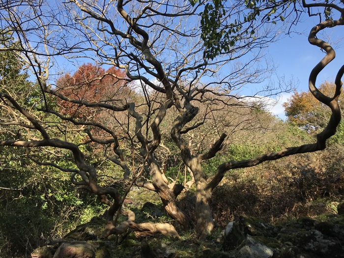  원시림이 잘 보존되어 있는 교래 곶자왈
