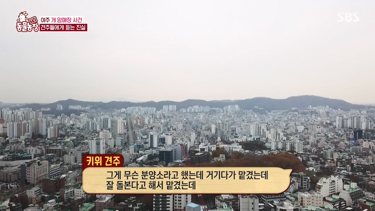 TV 동물농장.E1122.230529p-NEXT.mp4_20230528_170303.411.jpg