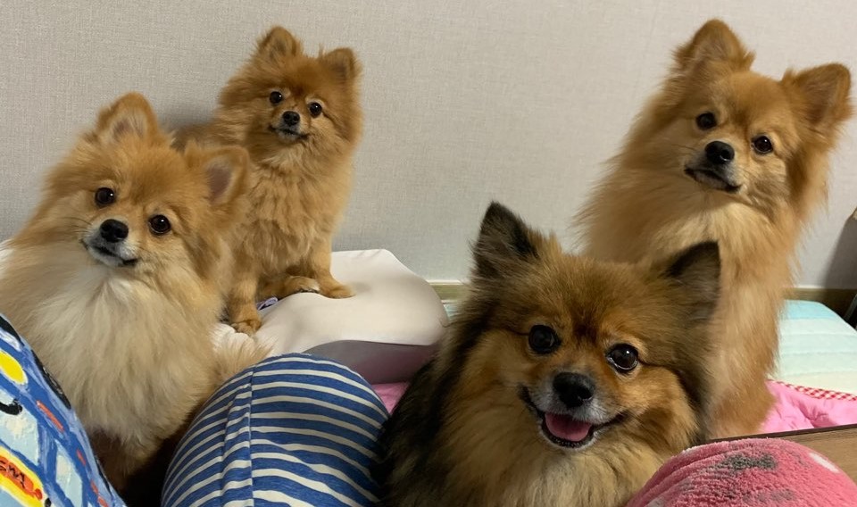  대표적인 강아지 품종_실내 애완견 편_1