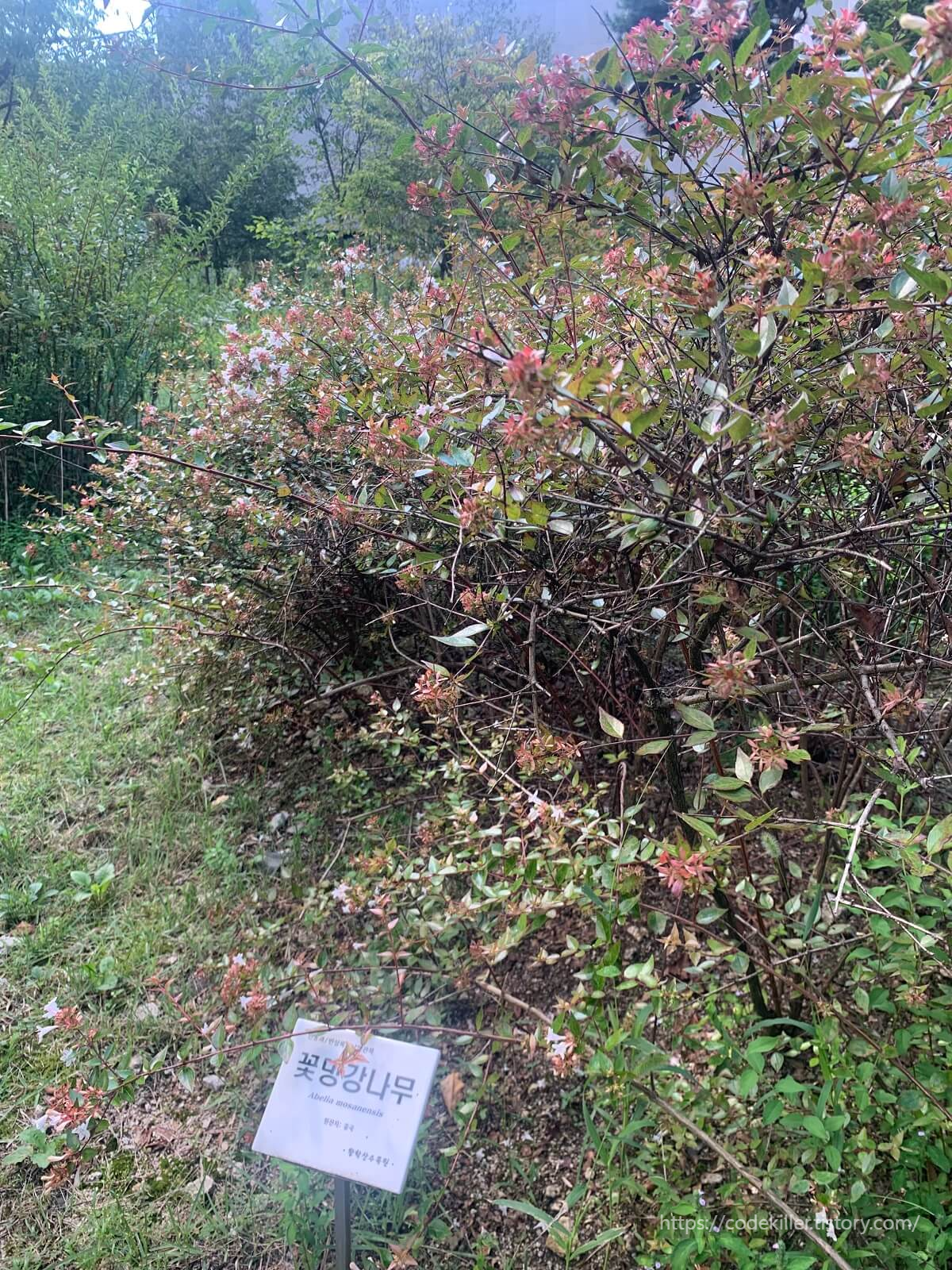  [황학산 수목원] 꽃댕강나무