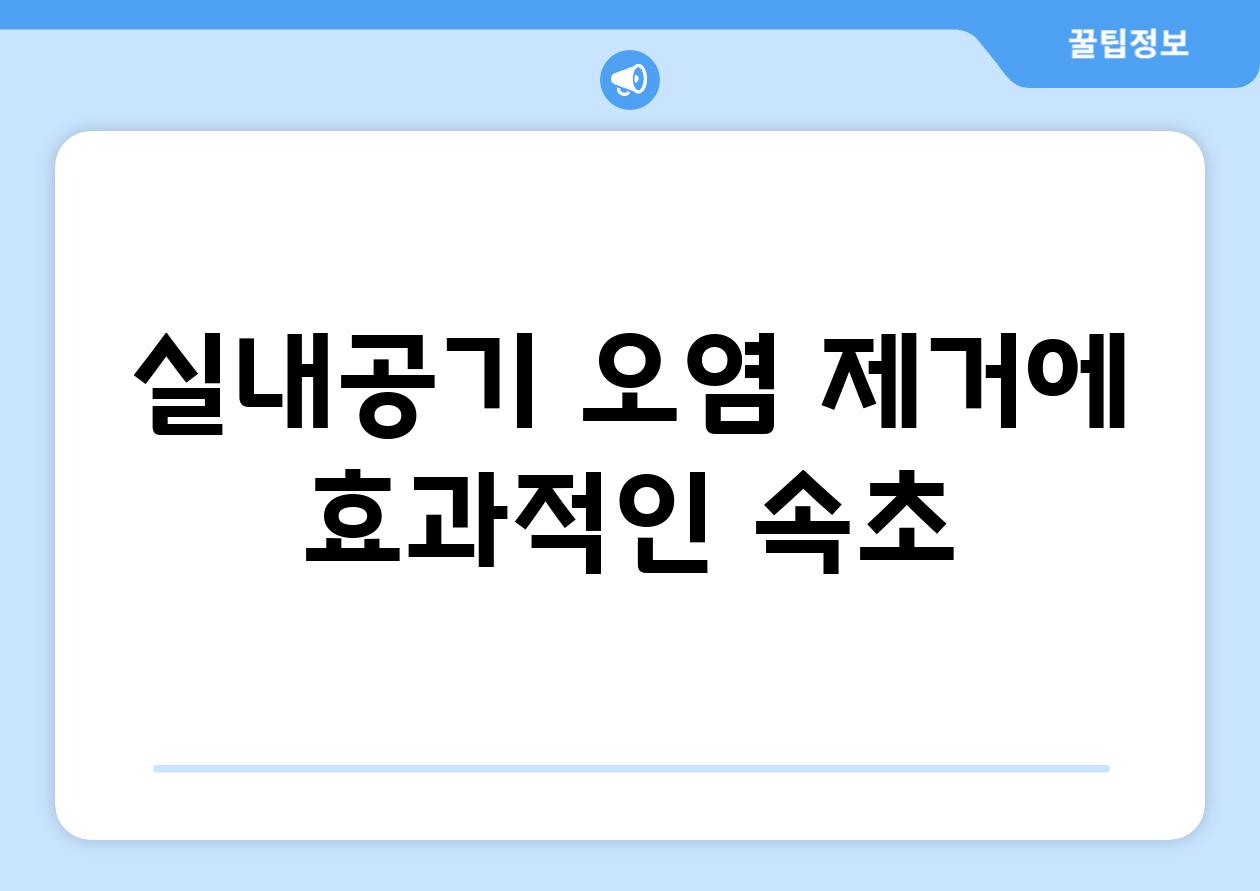 실내공기 오염 제거에 효과적인 속초