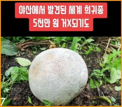 댕구알 버섯