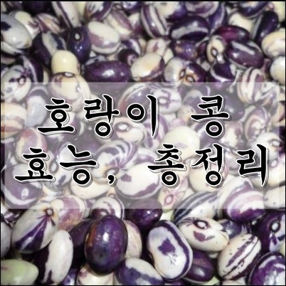 호랑이콩 효능 총정리