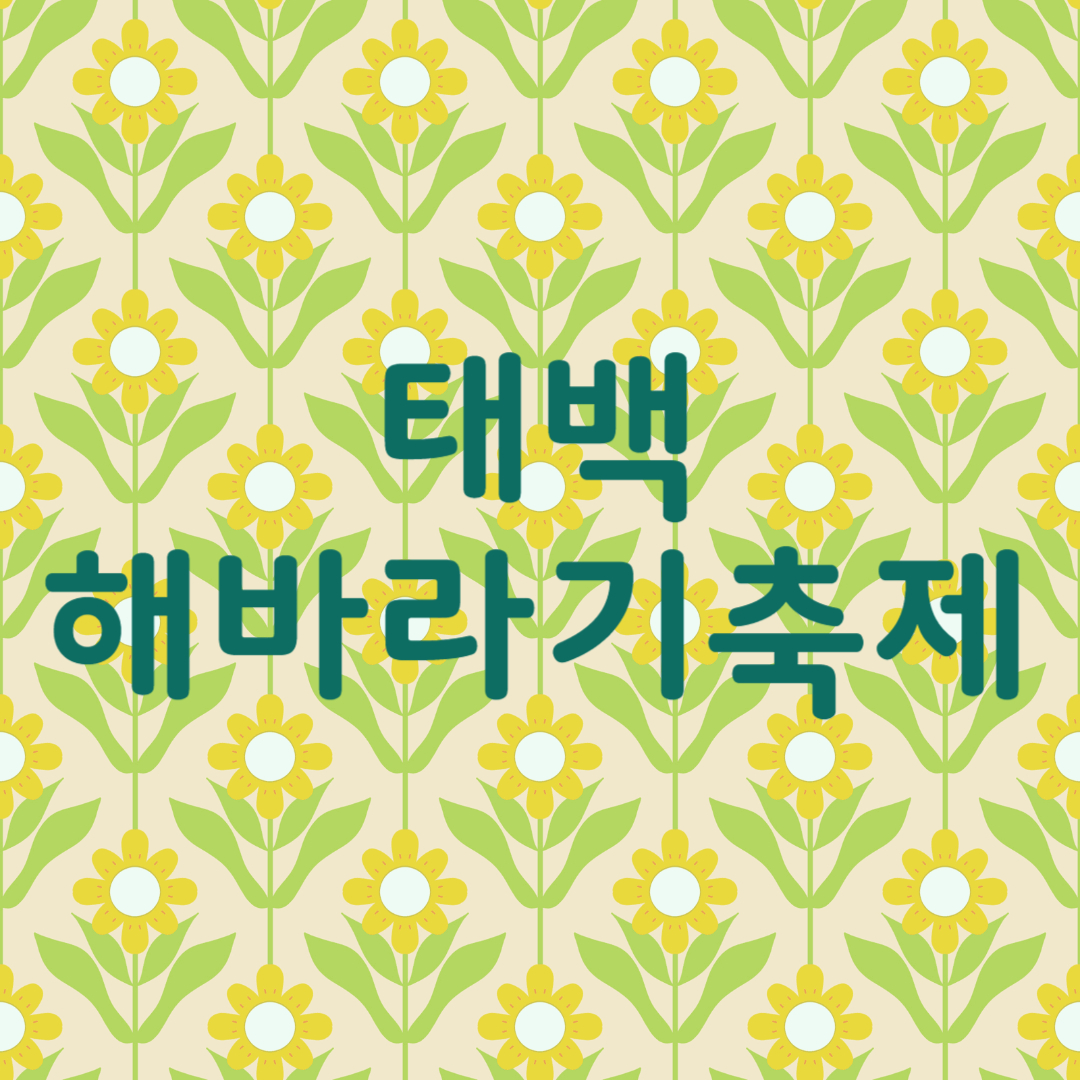태백 해바라기 축제