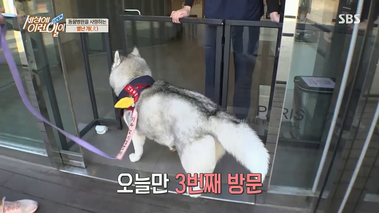 순간포착 세상에 이런일이.E1207.221130p.H264-F1RST.mp4_20221130_195701.213.jpg
