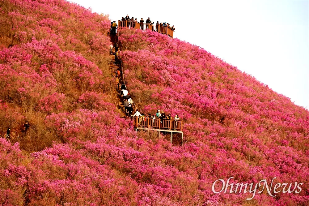 천주산 진달래축제 등산코스 맛집_4