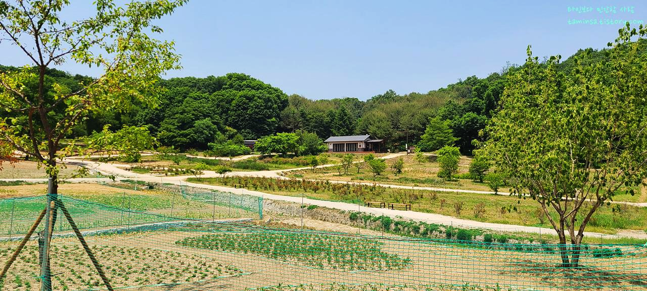  1년 딱 2번! 드디어 다녀온 동구릉 비밀의 숲 (경릉 양묘장 숲길)