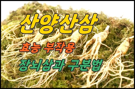  산양삼 효능 부작용 장뇌삼과 구분방법 - 산양삼과 장뇌삼 다른거야?