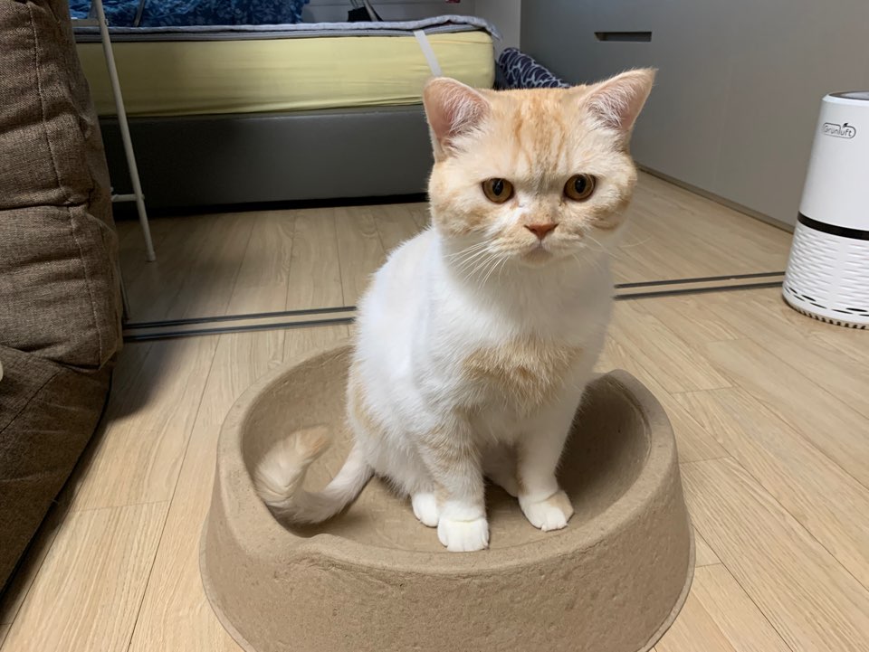  [2020 케이캣페어] 조금 늦은 고양이 박람회 후기!