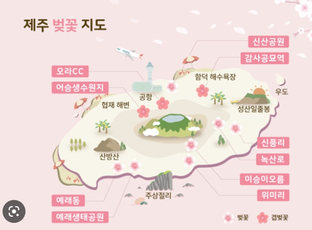 제주 벚꽃 명소