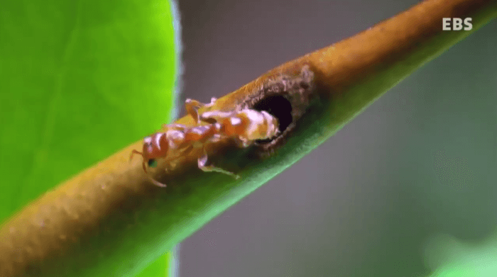 아카시아나무 가시에 사는 수도머멕스 개미