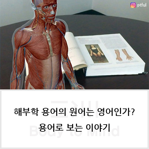  해부학 용어(anatomical term)의 원어(original language)는 영어인가? 용어로 보는 이야기