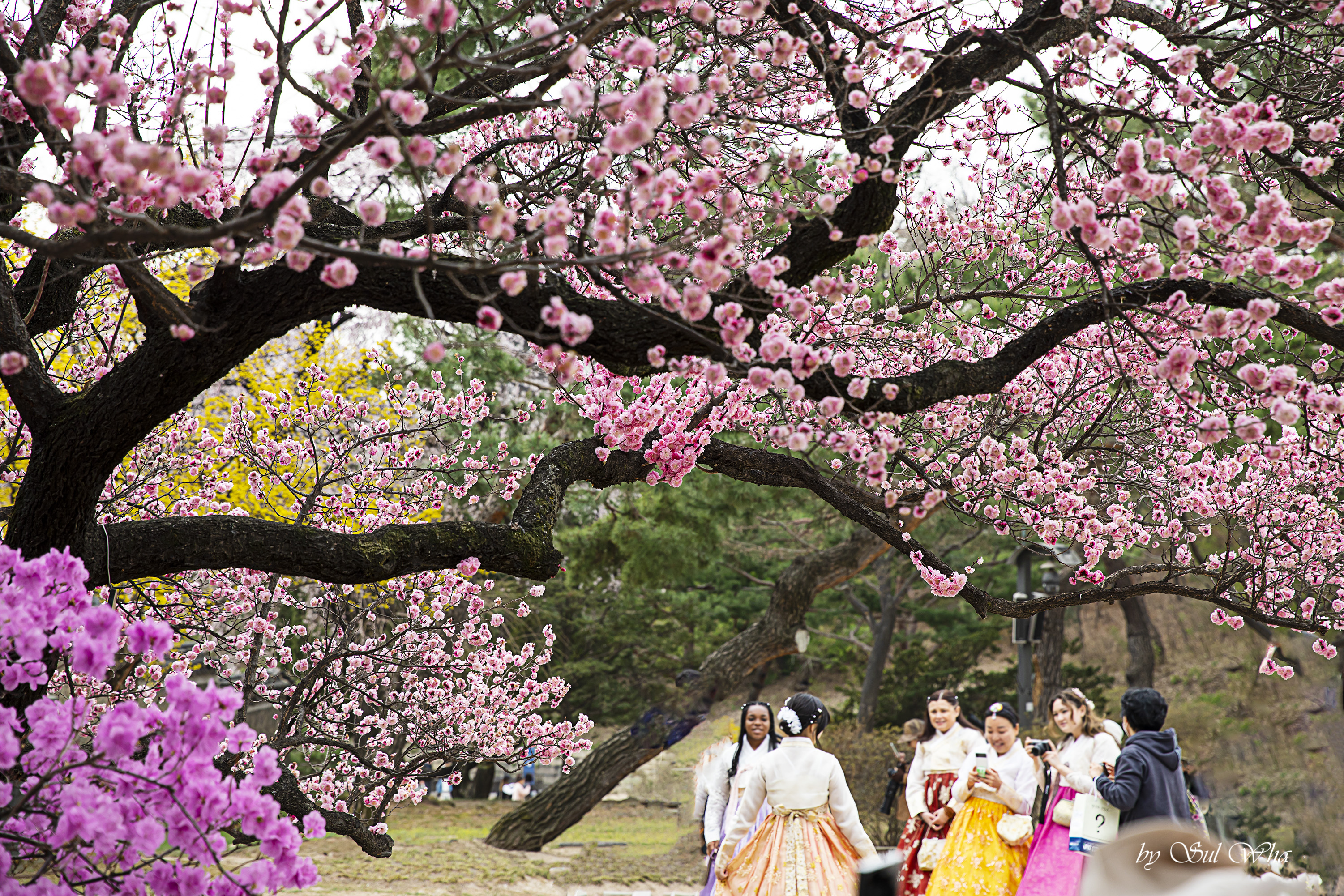 (창덕궁 만첩홍매화) ​​2023년 3월 28일 See More 2