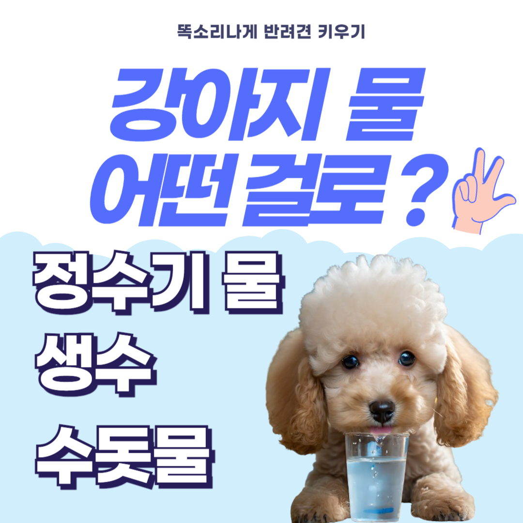 강아지 정수기물 생수 수돗물 어떤걸 마셔야 할까