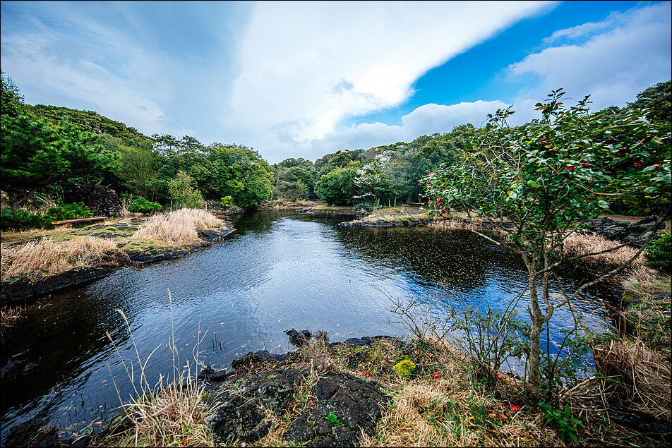 동백동산의 사진