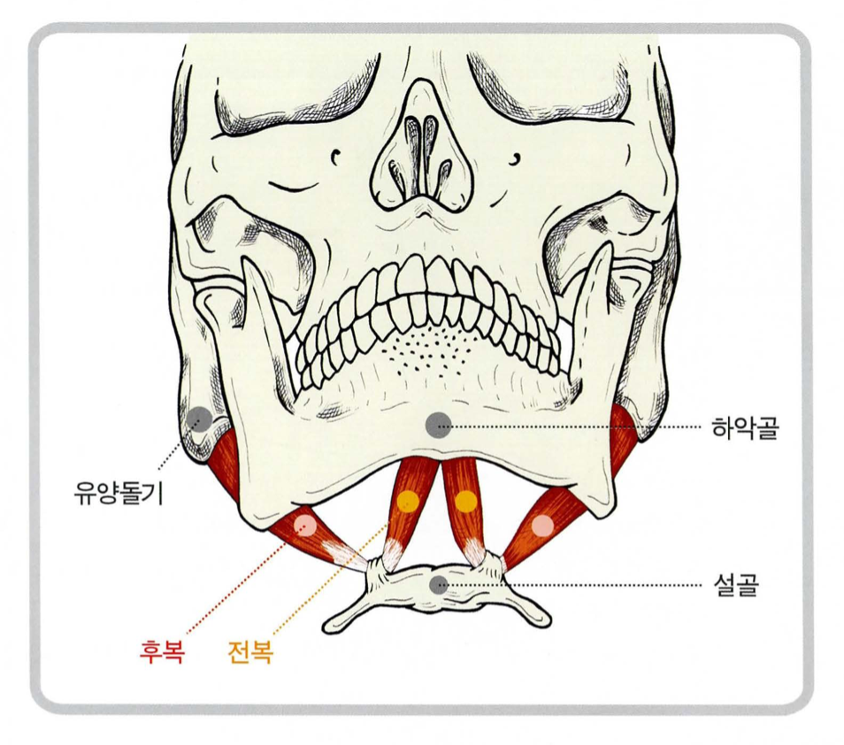 얼굴근육