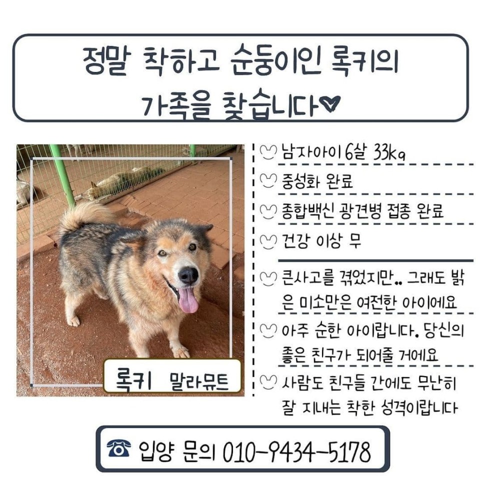 순둥이 록키의 가족찾기 대형견 유기견입양 말라뮤트 10