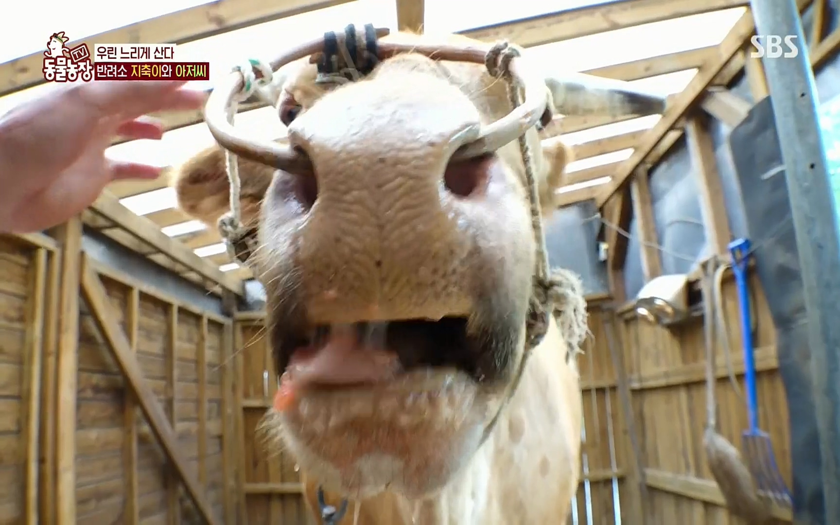TV 동물농장.E1074.220619p.H264-F1RST.mp4_20220619_181417.385.jpg
