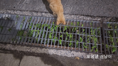 구멍뚫린-하수도-아래를-쳐다보는-치즈냥이.