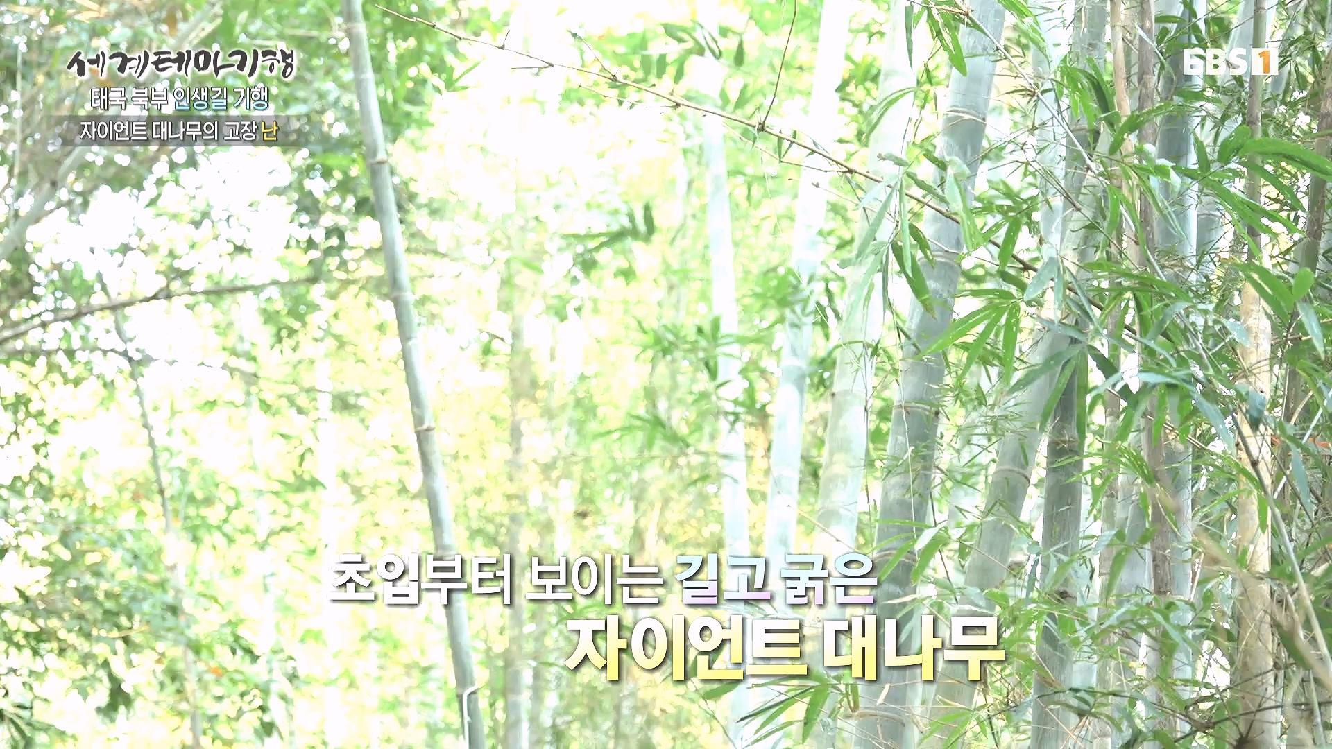세계테마기행 240222 태국 북부 인생길 기행 -대찬 인생, 소박한 행복0p.mp4_20240807_200737.927.jpg